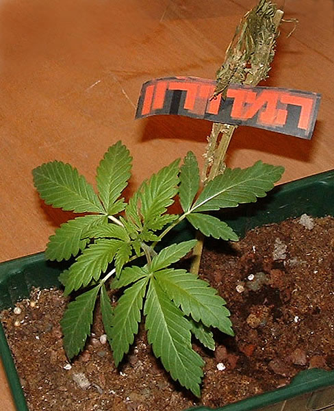 אוהבים את אתר המחירון
