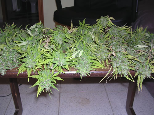 Harvesting the marijuana plant