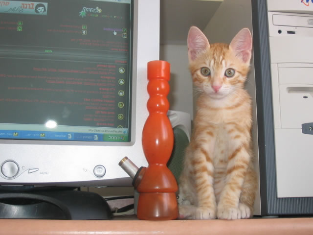 Little kitten