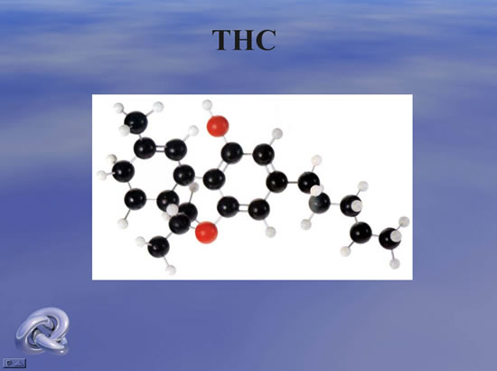 T.H.C מצגת על